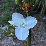 Libertia chilensis Blomst