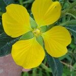 Ludwigia peruviana Кветка