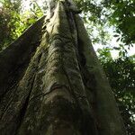 Gilletiodendron kisantuense Bark