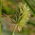 Cyperus rigens Fruit