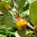 Cotoneaster juranus Gyümölcs