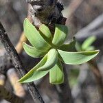 Euphorbia balsamifera Leaf