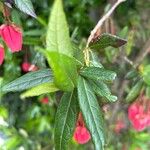 Crinodendron hookerianum Лист