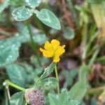 Trifolium patens Bloem