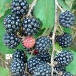 Rubus ulmifolius Fruit