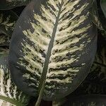 Dieffenbachia seguine List