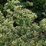 Pyracantha crenulata Floare