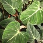 Philodendron gloriosum Blad