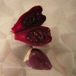 Opuntia humifusa Fruit