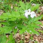 Cardamine heptaphylla Habitus