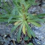 Campanula thyrsoides Habitus