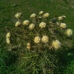 Cirsium ferox عادت داشتن