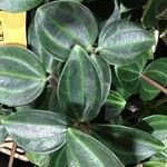 Peperomia quadrangularis Hoja