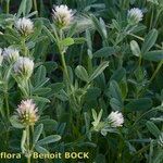 Trifolium squamosum Habitus