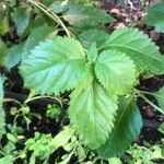 Stachytarpheta jamaicensis Leaf