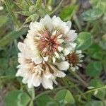 Trifolium occidentale Blomma