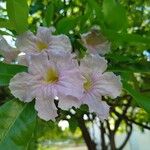 Tabebuia pallida Fleur