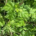 Artemisia princeps List