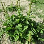 Chenopodium bonus-henricus Habit