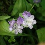 Phacelia bipinnatifida Flower