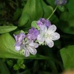 Phacelia bipinnatifida Flor