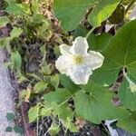 Lagenaria siceraria Fleur