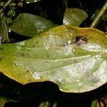 Phoradendron piperoides Frunză