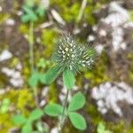 Trifolium lappaceum Kwiat