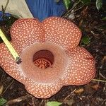 Rafflesia mira Flor