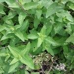 Nepeta grandiflora Hoja