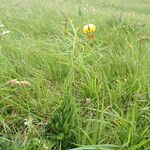 Lilium pyrenaicum Hàbitat
