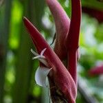 Heliconia pendula Цвят