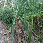 Pandanus urophyllus Yeri