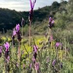 Lavandula pedunculata Blüte