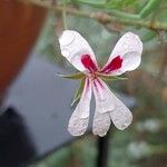 Pelargonium laevigatum Lorea