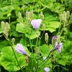 Lactuca macrophylla Flor