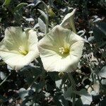 Calystegia malacophylla Цвят