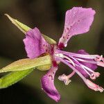 Clarkia rhomboidea Blüte