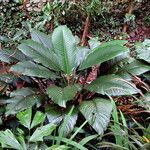 Spathiphyllum wallisii Habit