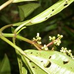 Miconia ciliata 葉