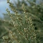 Artemisia filifolia Pokrój