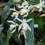 Coelogyne foerstermanniiFlower