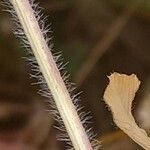 Trifolium striatum Кора