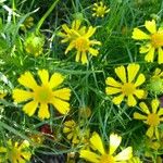 Helenium amarum Kvet