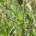 Trifolium angustifolium Likasa