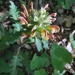 Pedicularis canadensis Kvet