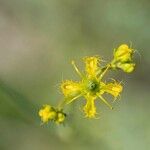 Ruta angustifolia Flower