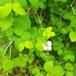 Symphoricarpos albusBlad