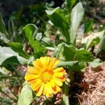 Calendula officinalisFleur