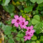 Oxalis debilisFlor